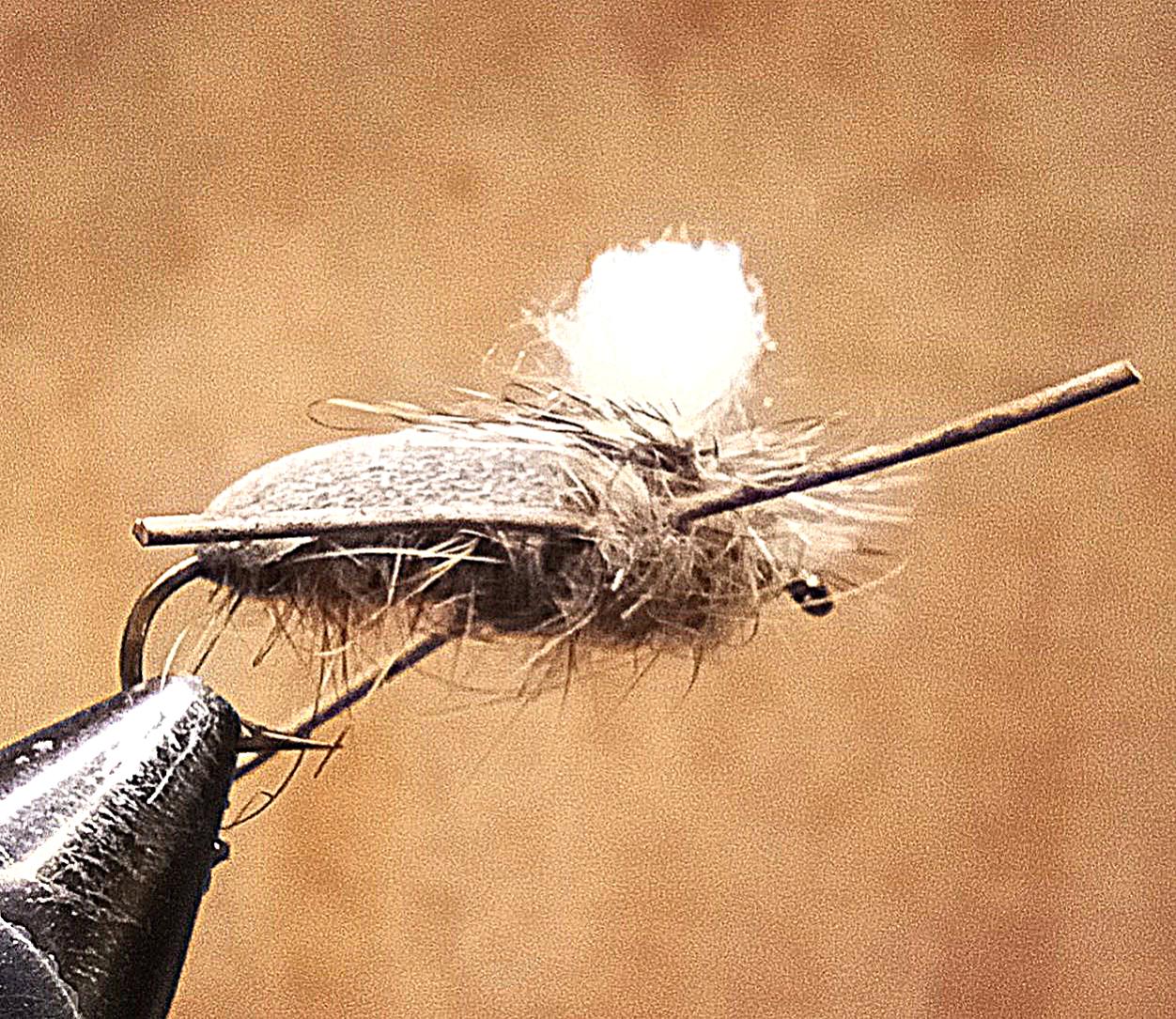 foam cicada